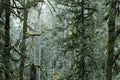 Fir evergreen trees in an old growth forest