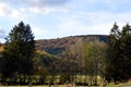 Fir forest in autumnal