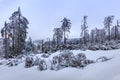 Fir forest broken by a winter storm Royalty Free Stock Photo