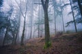 Fir forest on a foggy morning feeling of magic and mystery