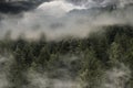 fir forest invaded by fog