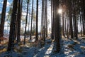 Fir forest in Slovak Paradise and sunbeams