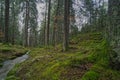 Fir forest with small brock and moss.