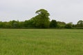 Fir Grove Airstrip, Penny`s Green by Long`s Wood near Wreningham, Norfolk, England, UK. Royalty Free Stock Photo