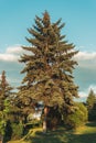 Vertical shot of a single fir tree Royalty Free Stock Photo