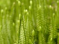 Fir moss in a German forest with flower