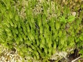 Fir moss in a German forest