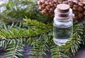 Fir needle essential oil in a glass bottle and green coniferous tree branches with cones.Spruce aroma oil for spa,aromatherapy. Royalty Free Stock Photo