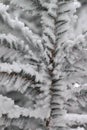 a fir branch covered with fresh snow Royalty Free Stock Photo