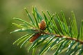 Fir needles and cones on a branch macro shot in the rays of sunlight. Royalty Free Stock Photo