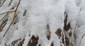 fir needles covered with snow