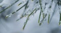 fir needles covered with snow