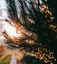 Fir needles at sunset, backlight and bokeh. Royalty Free Stock Photo