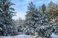 Fir pine snowy trees at winter forest