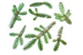 Fir pine tree branch set