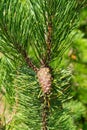 Fir pinus sylvestris Royalty Free Stock Photo