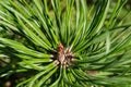 Fir pinus sylvestris Royalty Free Stock Photo