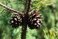 Fir pinus sylvestris Royalty Free Stock Photo