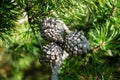 Fir pinus sylvestris Royalty Free Stock Photo