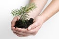 Fir seedling Royalty Free Stock Photo