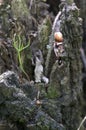 Fir seedling on a stump Royalty Free Stock Photo