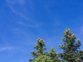 Fir tree top blue sky Royalty Free Stock Photo
