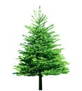Fir Tree Royalty Free Stock Photo