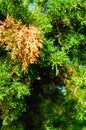 Fir Tree Abstract Background Royalty Free Stock Photo