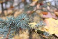 Fir tree on a background of trees with yellow leaves. Autumn colors.