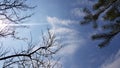 Fir tree and bare tree branches against blue sky background with white clouds Royalty Free Stock Photo