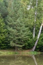 Fir tree and birches in the forest near the lake.