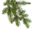 Fir tree brach isolated on white without a shadow.