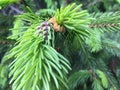 Fir-tree Royalty Free Stock Photo