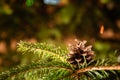 A fir-tree branch with a brown cone. Postcard as a symbol of the new year and the spirit of Christmas. Christmas market. New Year