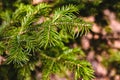 Fir tree branch close up in forest, blurred background Royalty Free Stock Photo