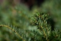Fir tree branch close up view. Green blurred texture background. Foliage in sunlight. Forest in summer and spring Royalty Free Stock Photo