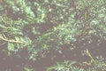 Fir tree branch close up view. Green blurred texture background. Foliage in sunlight. Forest in summer and spring Royalty Free Stock Photo