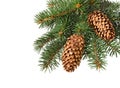 Fir tree branch with cones isolated. Pine branch. Christmas ornament Royalty Free Stock Photo