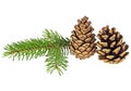 Fir tree branch and cones isolated on white background Royalty Free Stock Photo