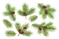 Fir tree branch with cones isolated on white background Royalty Free Stock Photo