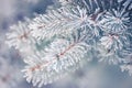 Fir-tree Branch Covered with Frost. Christmas Card with Winter Background. Royalty Free Stock Photo