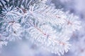 Fir-tree Branch Covered with Frost. Christmas Card with Winter Background. Royalty Free Stock Photo