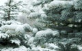 Fir tree branch covered with ice and snow Royalty Free Stock Photo