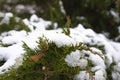 Fir tree branch covered in snow during Christmas season