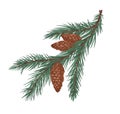 Fir tree branch with green needles and cones. Coniferous evergreen prickly spruce twig. Realistic botanical drawing of