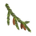 Fir tree branch with hanging cone. Green spruce branch as natural evergreen decoration element for banner. Isolated on Royalty Free Stock Photo