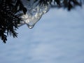 Fir tree branch with ice piece, Lithuania Royalty Free Stock Photo
