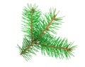 Fir tree branch isolated on a white background close-up. Top view Royalty Free Stock Photo