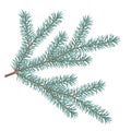 Fir tree branch isolated on white background for design or decoration, vector stock illustration as element for Christmas card, Royalty Free Stock Photo