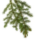 Fir tree brach isolated on white without a shadow.